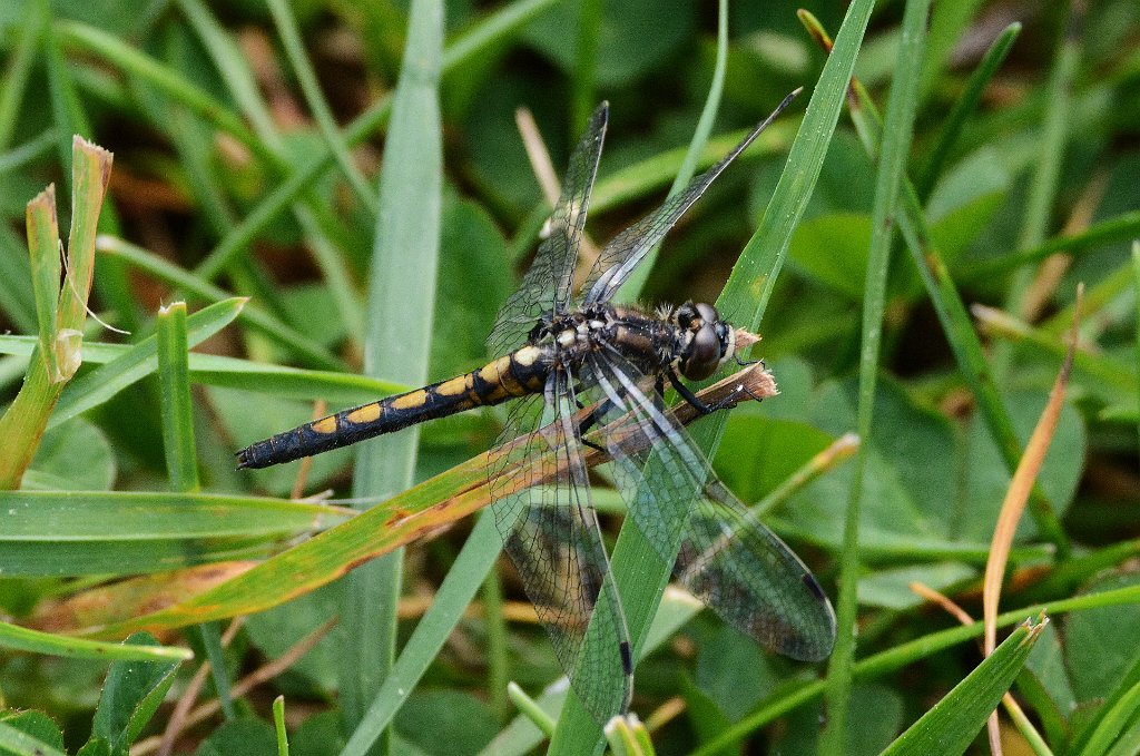 064 2016-06072189 Wachusett Meadow, MA.JPG - Hudsonian Whiteface Dragonfly (Leucorrhinia hudsonica) (f). Wachusett Meadow Wildlife Sanctuary, MA, 6-7-2016